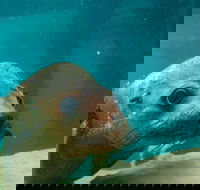 Dolphin and Seal Swim Reef Snorkel Boat Tour Mornington Peninsula - Whitsundays Accommodation