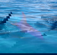 Dolphin and Seal Watching Eco Boat Cruise Mornington Peninsula - Whitsundays Accommodation