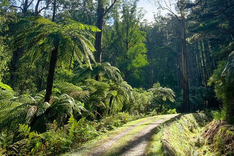 Half-Day Biking Activity From Aqueduct To California Redwoods - Whitsundays Accommodation 1
