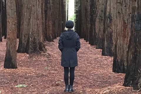 Private Aqueduct To California Redwoods Hiking Tour - Whitsundays Accommodation 1