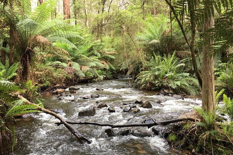 Private Aqueduct To California Redwoods Hiking Tour - Whitsundays Accommodation 3