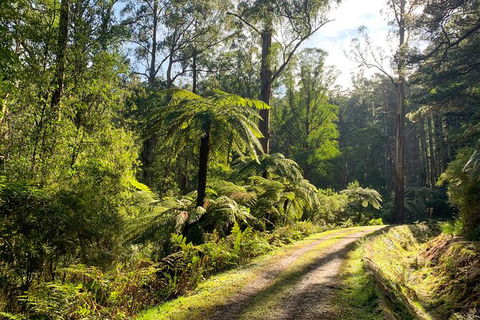 Private Aqueduct To California Redwoods Hiking Tour - Whitsundays Accommodation 0