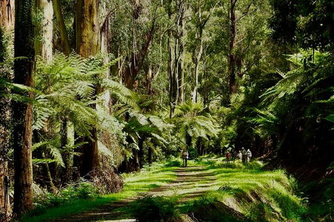 Private Aqueduct To California Redwoods Hiking Tour - Whitsundays Accommodation 2