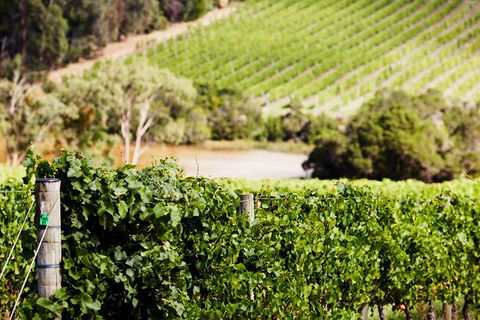 Mornington Peninsula 2-6 Guests With Lunch And Art Walk At Pt Leo Estate - Whitsundays Accommodation 5