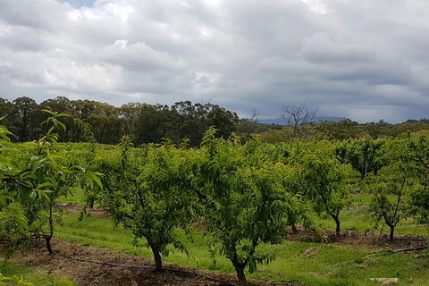 Day Tour Of Yarra Valley Puffing Billy And Rayners Orchard - Whitsundays Accommodation 42