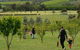 Day Tour Of Yarra Valley Puffing Billy And Rayners Orchard - thumb 36