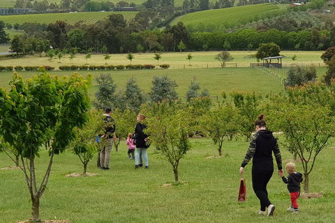 Day Tour Of Yarra Valley Puffing Billy And Rayners Orchard - Whitsundays Accommodation 36