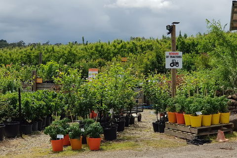 Day Tour Of Yarra Valley Puffing Billy And Rayners Orchard - Whitsundays Accommodation 46