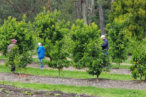 Day Tour Of Yarra Valley Puffing Billy And Rayners Orchard - Whitsundays Accommodation 1
