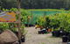 Day Tour Of Yarra Valley Puffing Billy And Rayners Orchard - thumb 22