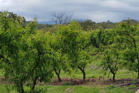 Day Tour Of Yarra Valley Puffing Billy And Rayners Orchard - Whitsundays Accommodation 41