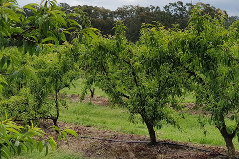 Day Tour Of Yarra Valley Puffing Billy And Rayners Orchard - Whitsundays Accommodation 49