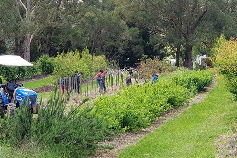 Day Tour Of Yarra Valley Puffing Billy And Rayners Orchard - Whitsundays Accommodation 29