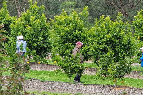 Day Tour Of Yarra Valley Puffing Billy And Rayners Orchard - Whitsundays Accommodation 34
