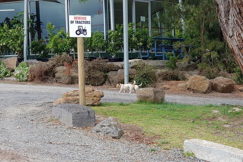 Day Tour Of Yarra Valley Puffing Billy And Rayners Orchard - Whitsundays Accommodation 2