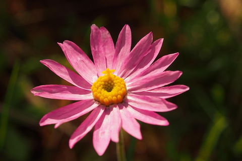 Orchids And Wildflowers Photographic Day Tour From Perth - Whitsundays Accommodation 7