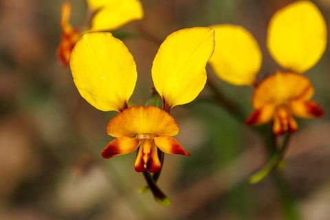 Orchids And Wildflowers Photographic Day Tour From Perth - Whitsundays Accommodation 2