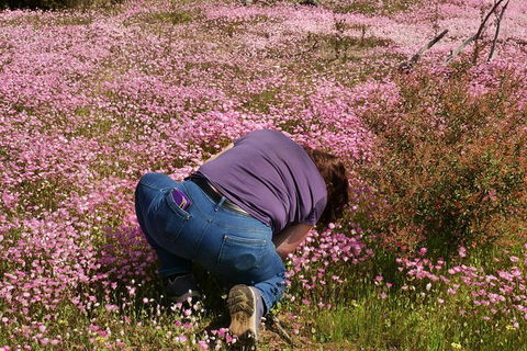 Orchids And Wildflowers Photographic Day Tour From Perth - Whitsundays Accommodation 4