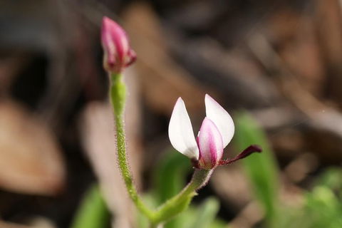 Orchids And Wildflowers Photographic Day Tour From Perth - Whitsundays Accommodation 5