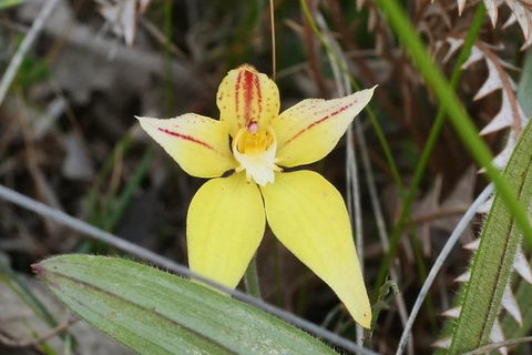 Orchids And Wildflowers Photographic Day Tour From Perth - Whitsundays Accommodation 8