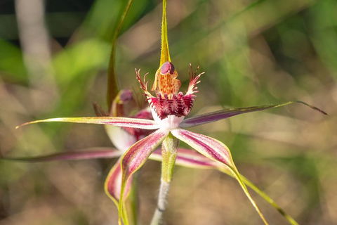 Orchids And Wildflowers Photographic Day Tour From Perth - Whitsundays Accommodation 13