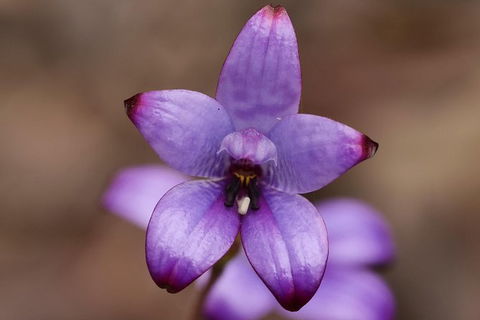 Orchids And Wildflowers Photographic Day Tour From Perth - Whitsundays Accommodation 1