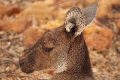 Australian Animals, Seascape And Sunset Photography Tour - Whitsundays Accommodation 3