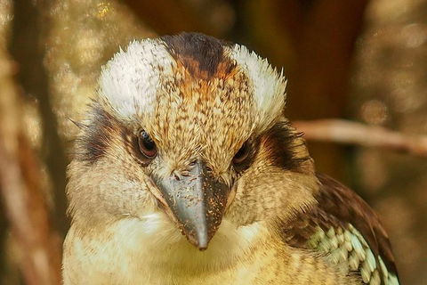 Australian Animals, Seascape And Sunset Photography Tour - Whitsundays Accommodation 4