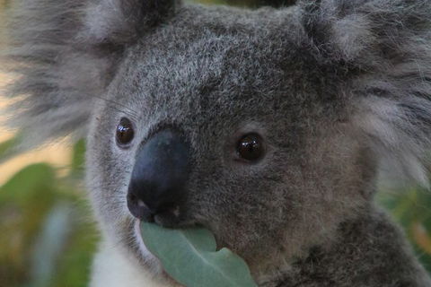 Australian Animals, Seascape And Sunset Photography Tour - Whitsundays Accommodation 2