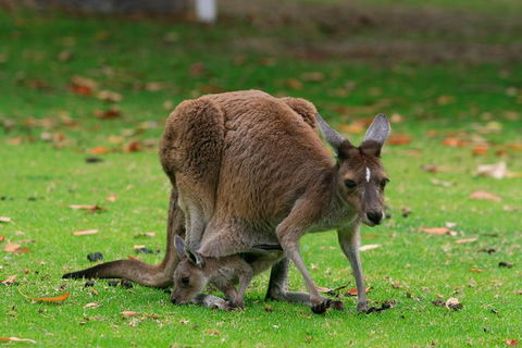 Australian Animals, Seascape And Sunset Photography Tour - Whitsundays Accommodation 1