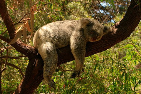 Australian Animals, Seascape And Sunset Photography Tour - Whitsundays Accommodation 6