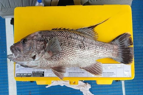 Abrolhos Islands Fishing Charter - Whitsundays Accommodation 2