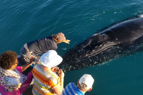 AOC Broome Whale Watching - Whitsundays Accommodation 0