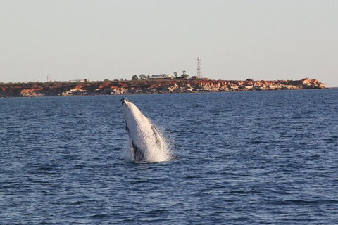 AOC Broome Whale Watching - Whitsundays Accommodation 2