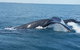AOC Broome Whale Watching - thumb 1