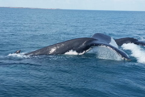AOC Broome Whale Watching - Whitsundays Accommodation 1