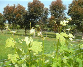 Barwon Ridge Wines - Whitsundays Accommodation 0
