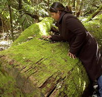 Washpool National Park - Washpool Walk - Whitsundays Accommodation