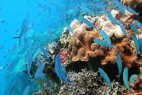 Ocean Free & Ocean Freedom - Cairns Premier Reef And Island Tours - Whitsundays Accommodation 5