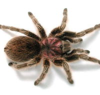 Melbourne Museum - Whitsundays Accommodation