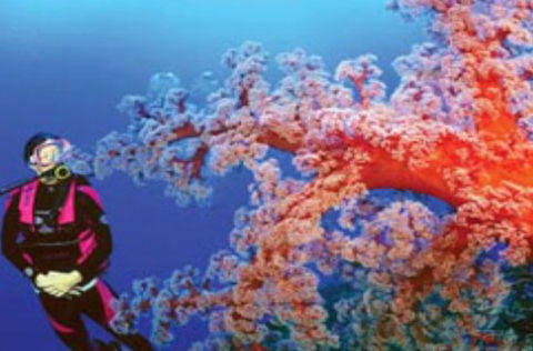 Mike Ball Dive Expeditions - Whitsundays Accommodation 1