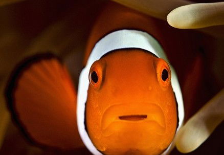 Pro Dive Cairns - Whitsundays Accommodation 3