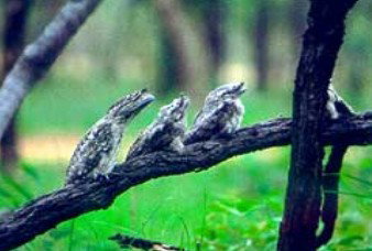 Mount Molloy ACT Whitsundays Accommodation