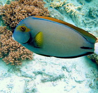 Illusions - Whitsundays Accommodation