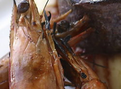 Nicks Bar And Grill - Whitsundays Accommodation 2