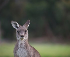 Anglesea Golf Club - Whitsundays Accommodation 6