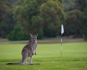 Anglesea Golf Club - Whitsundays Accommodation 0