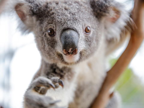 Meet The Stars Of The Livestreams - Whitsundays Accommodation 0