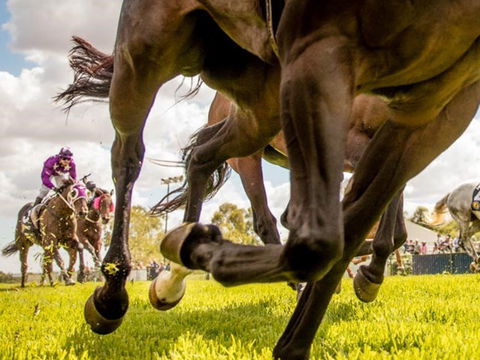 Night Markets And Race Day - Whitsundays Accommodation 0