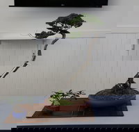 Wauchope Bonsai Workshop Group - Whitsundays Accommodation